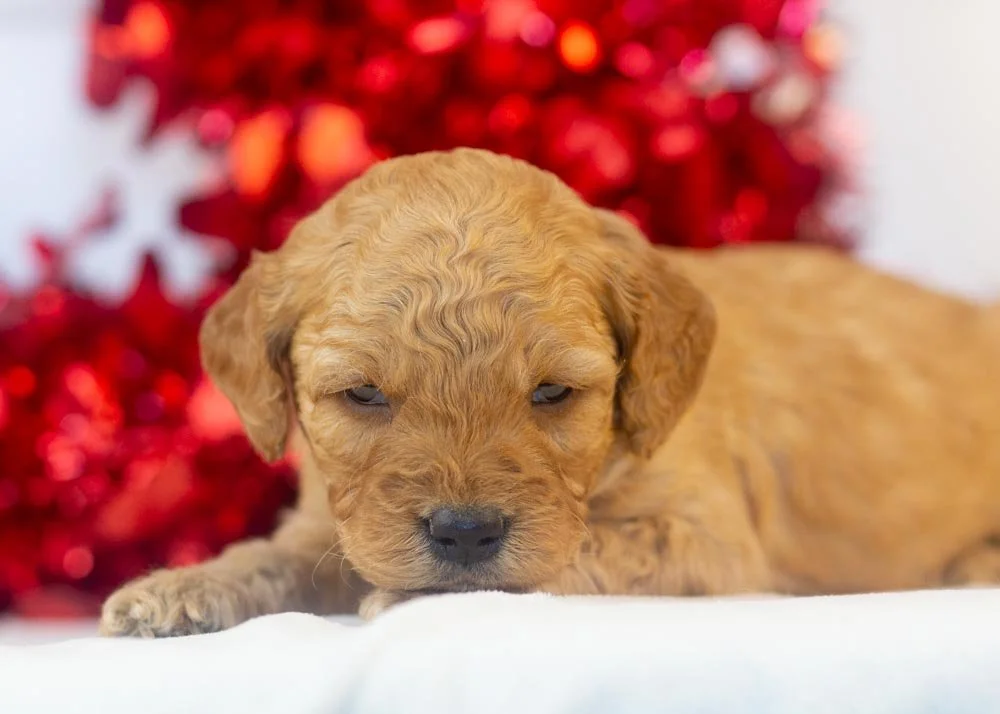 Arrow goldendoodle for sale..jpg