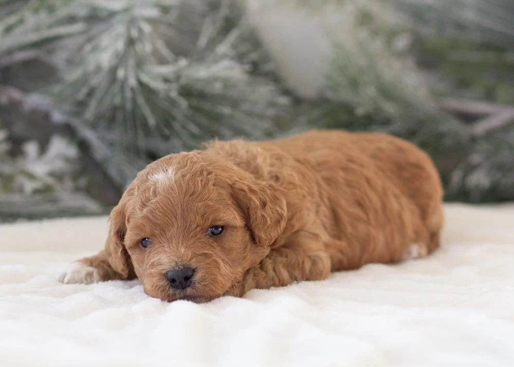 Asher goldendoodle for sale(2).jpg