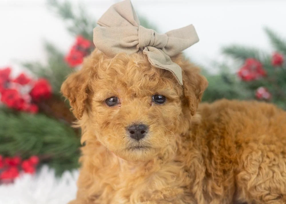 Georgia goldendoodle for sale.jpg