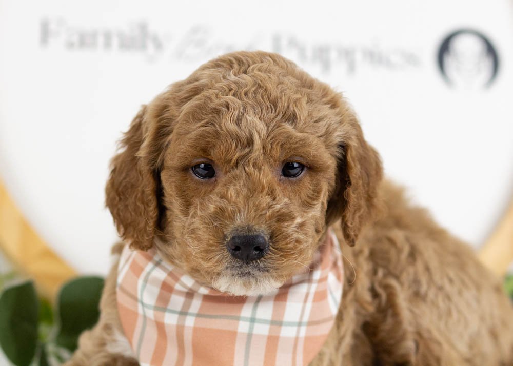 Frosty goldendoodle for sale(2).jpg