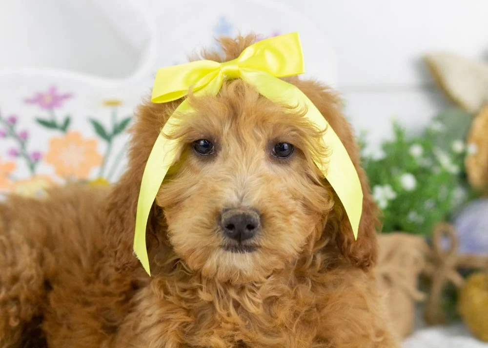 lillian goldendoodle for sale(1).jpg