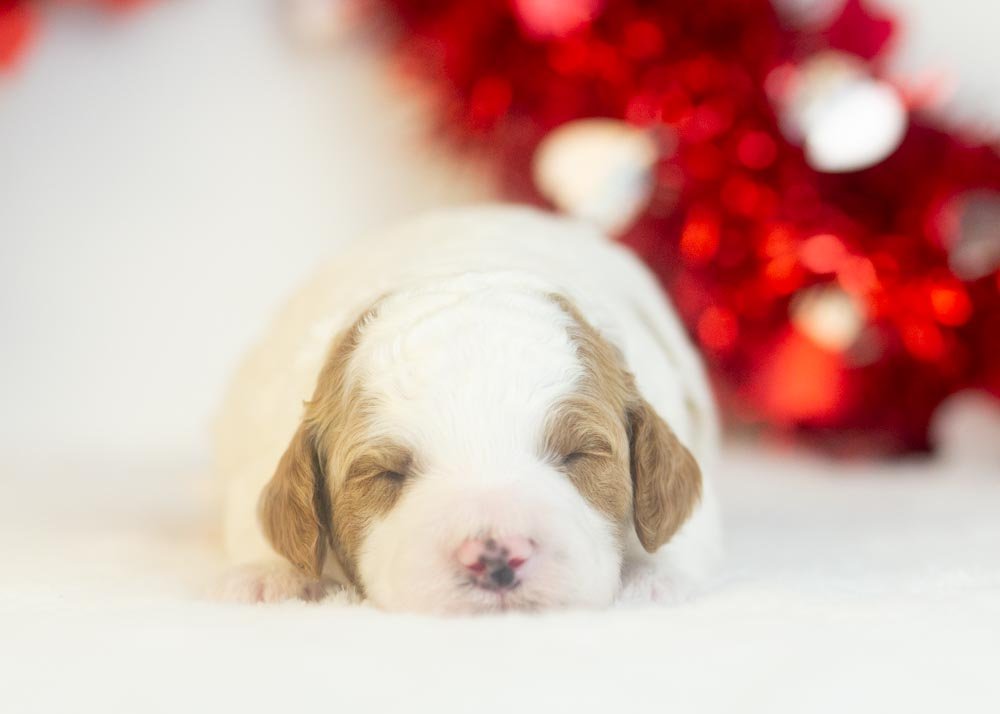 Mustang goldendoodle for sale(1).jpg