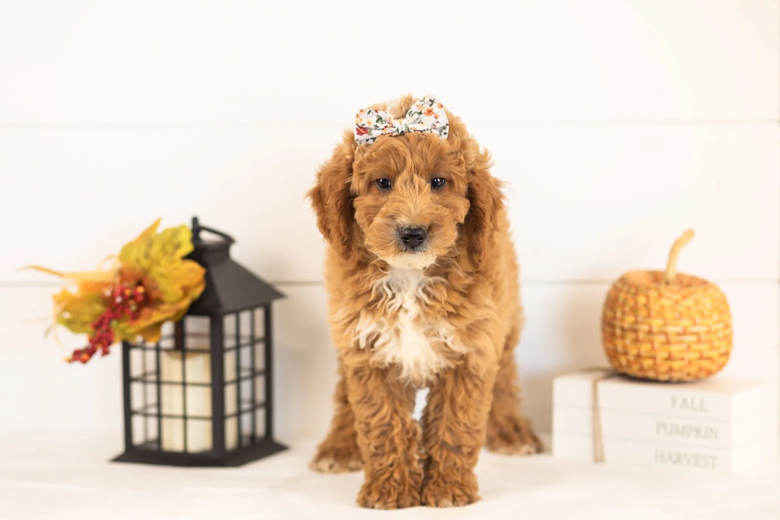 Flora goldendoodle for sale 3.jpg