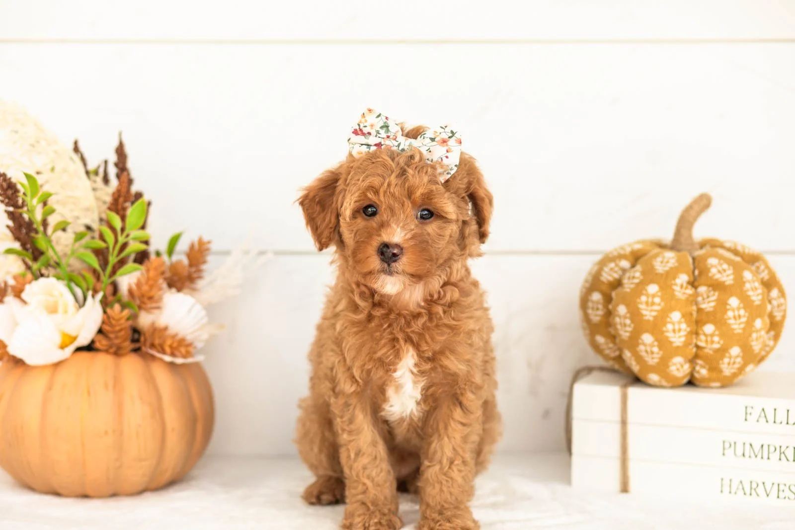 Juliet goldendoodle for sale 4.jpg
