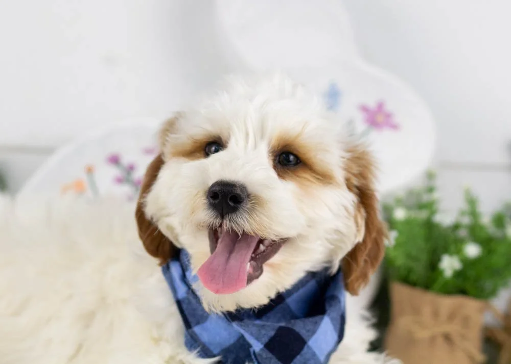 goldendoodle for sale