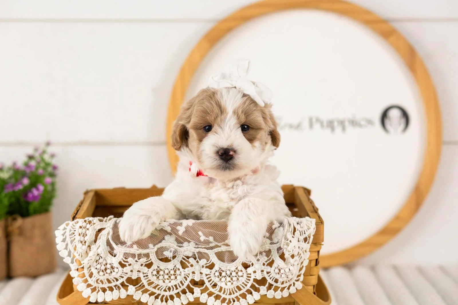 Dee goldendoodle for sale(3).jpg