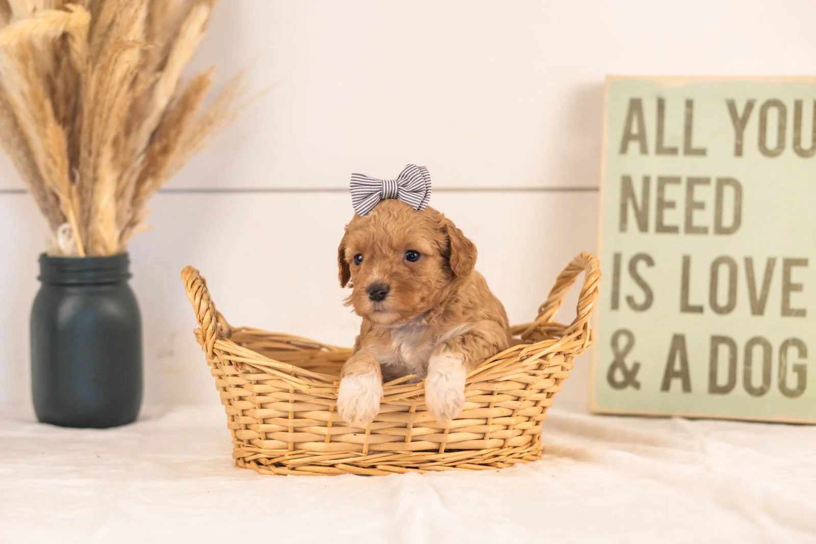 Tigers goldendoodle for sale(2).jpg