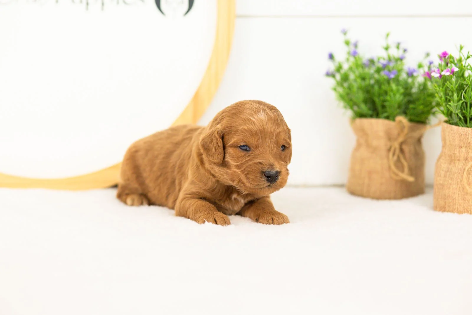 Doody goldendoodle for sale.jpg