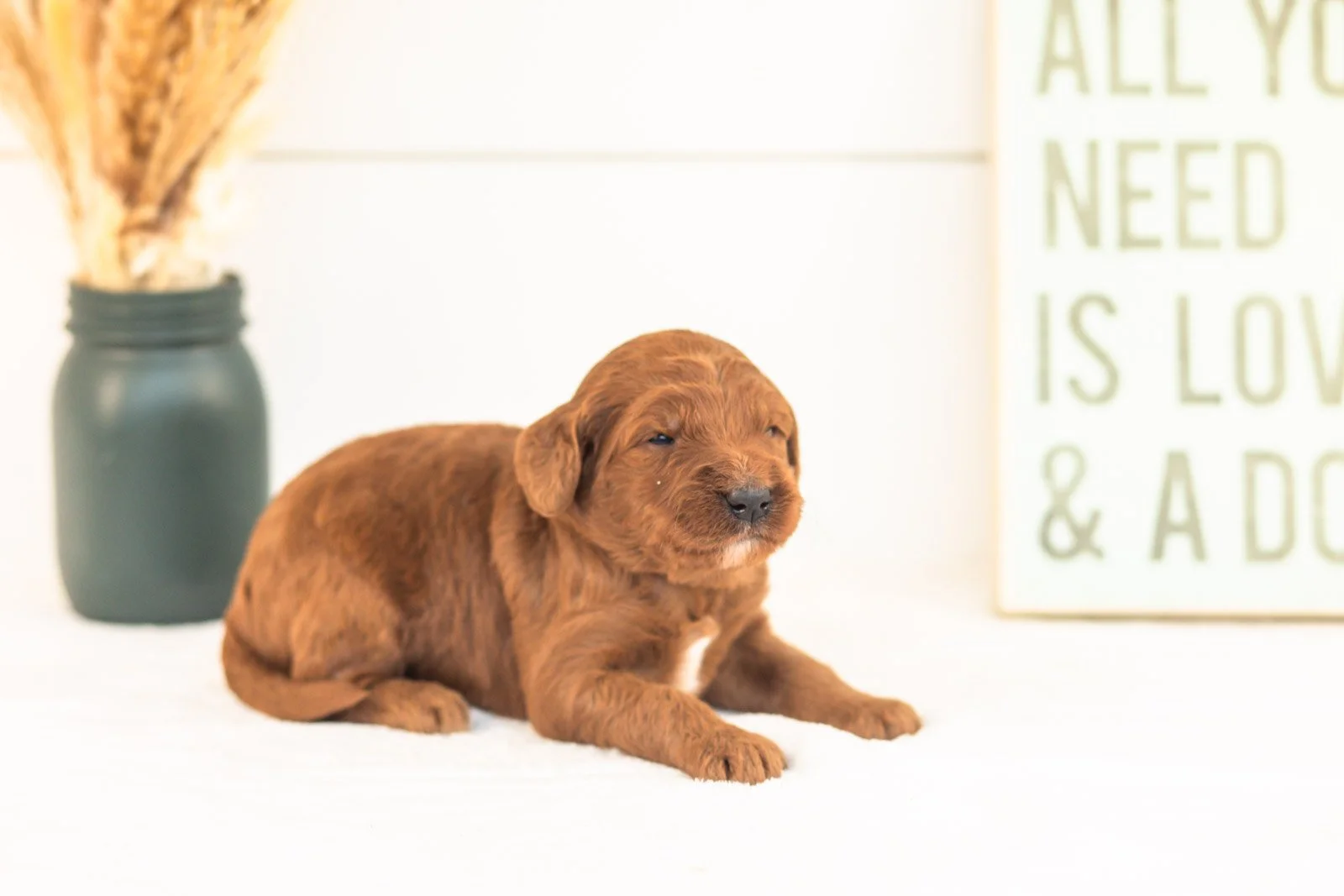 Piglet goldendoodle for sale(3).jpg