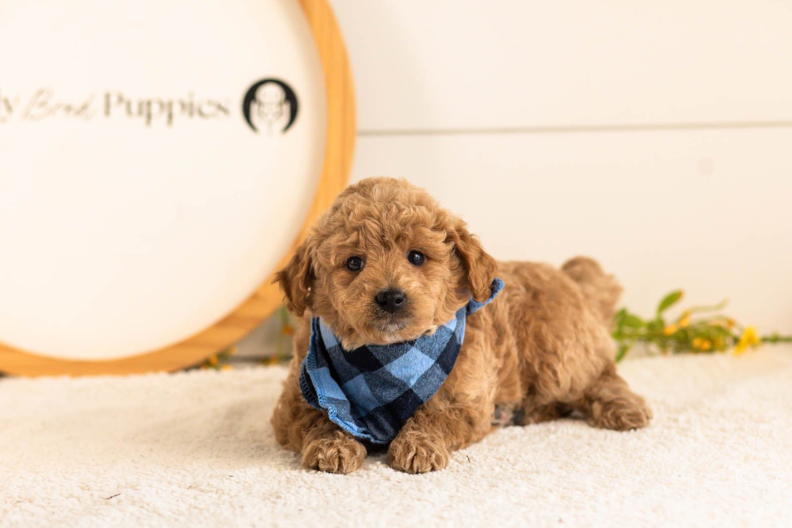 Fin goldendoodle for sale(1).jpg