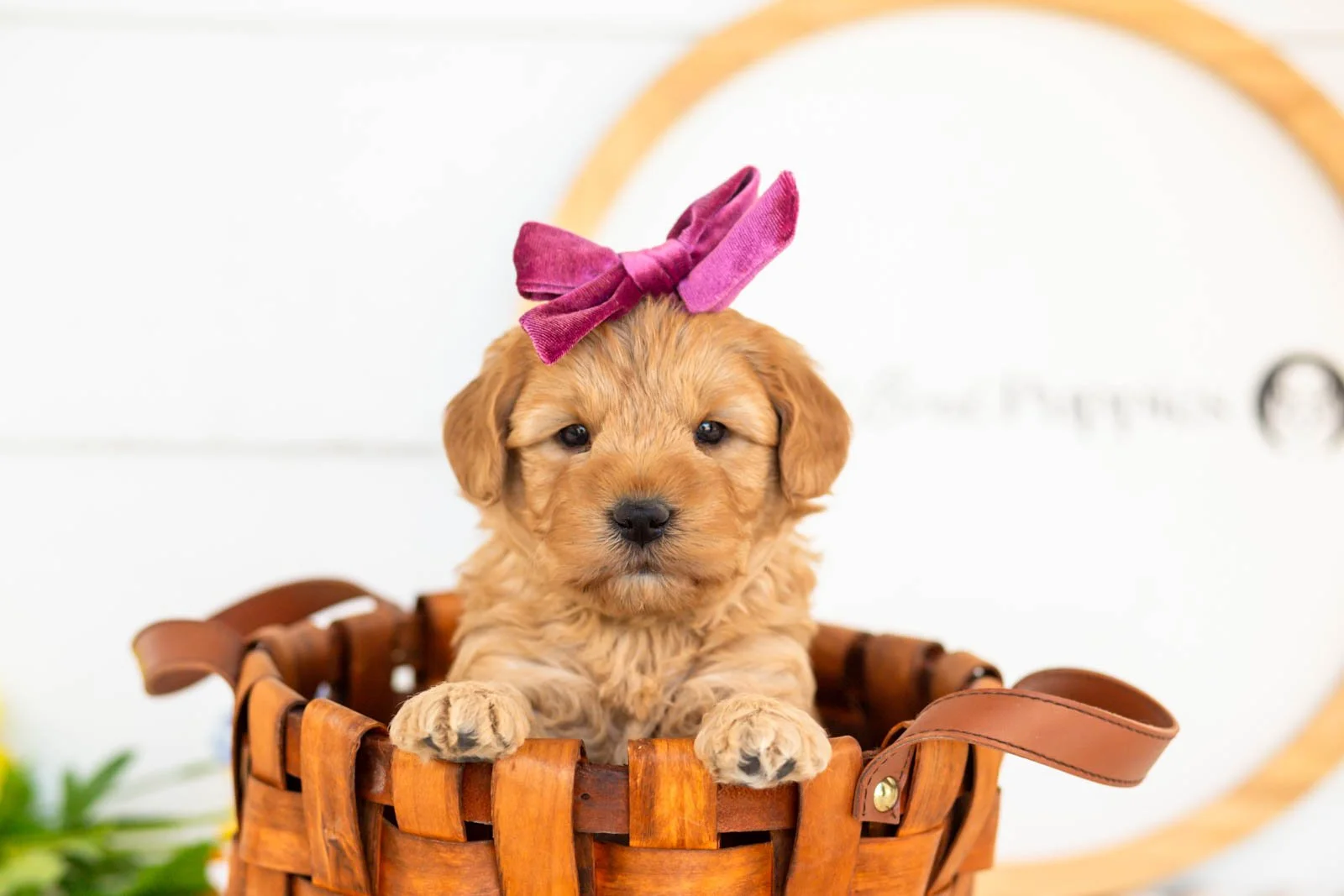 edith goldendoodle for sale.(3).jpg