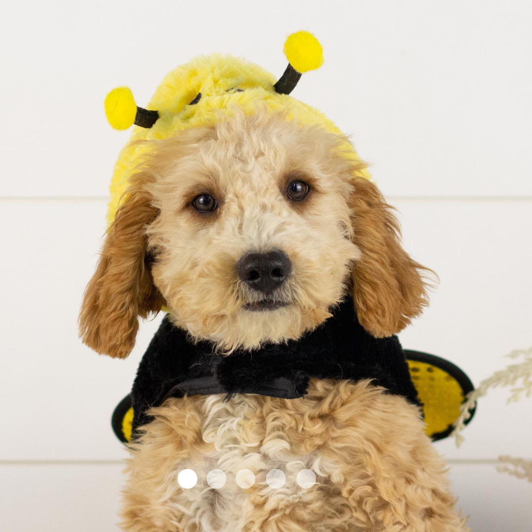 Copy of FBP Design.png