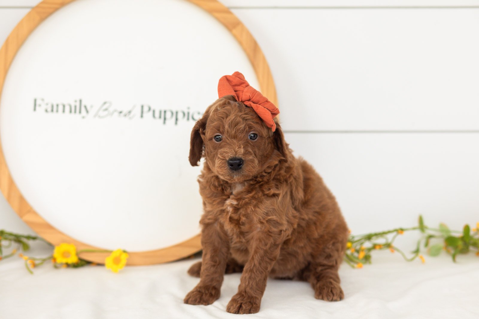 Lux goldendoodle for sale(2).jpg