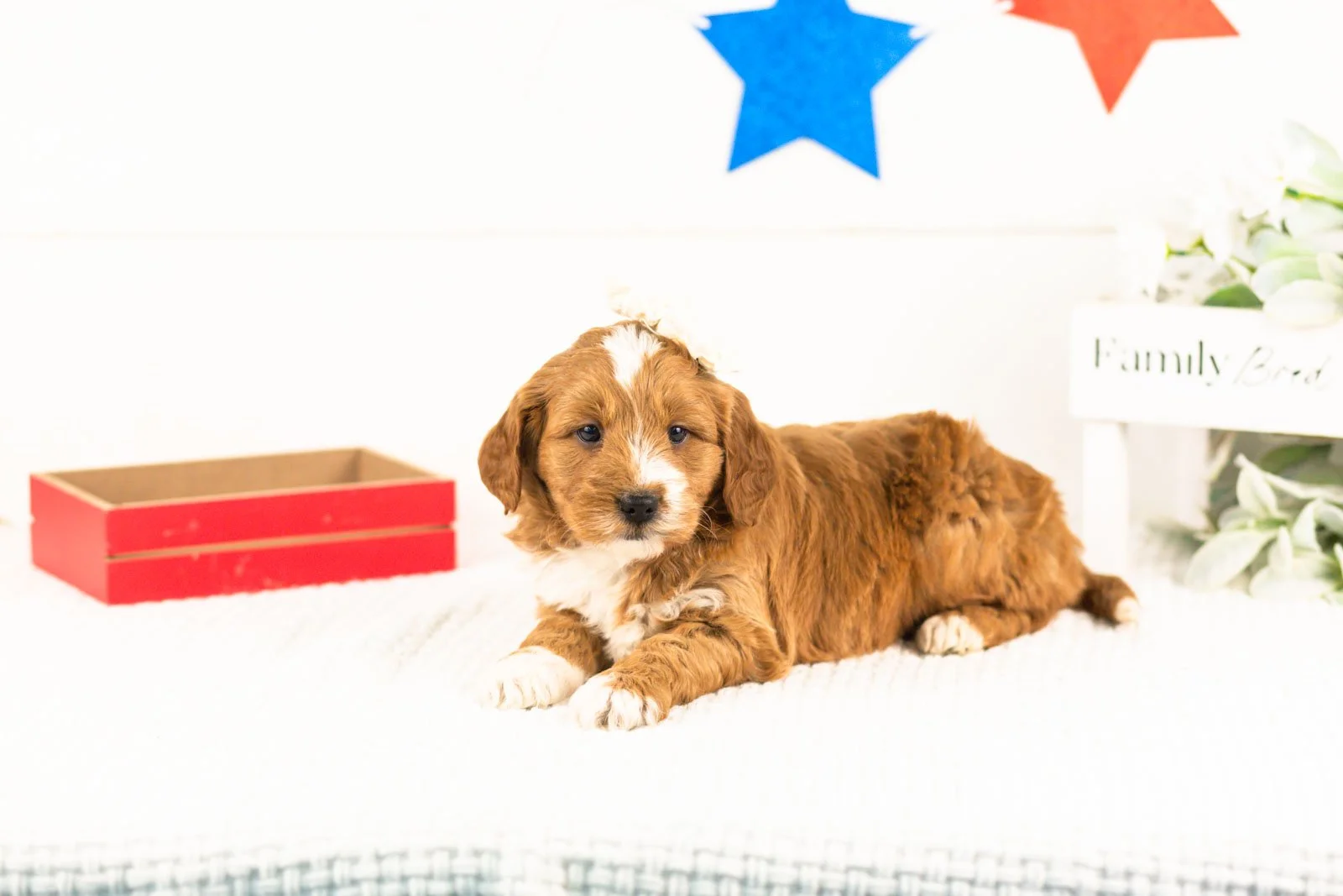 lynette goldendoodle for sale(1).jpg