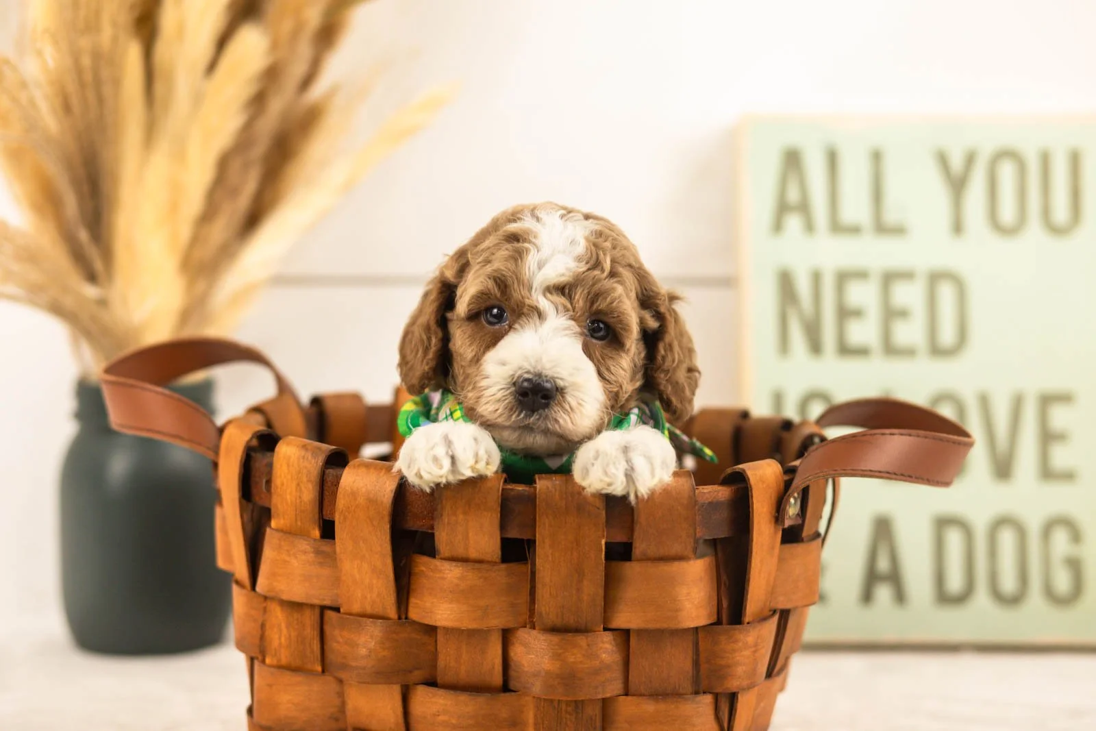 Sage goldendoodle for sale(4).jpg