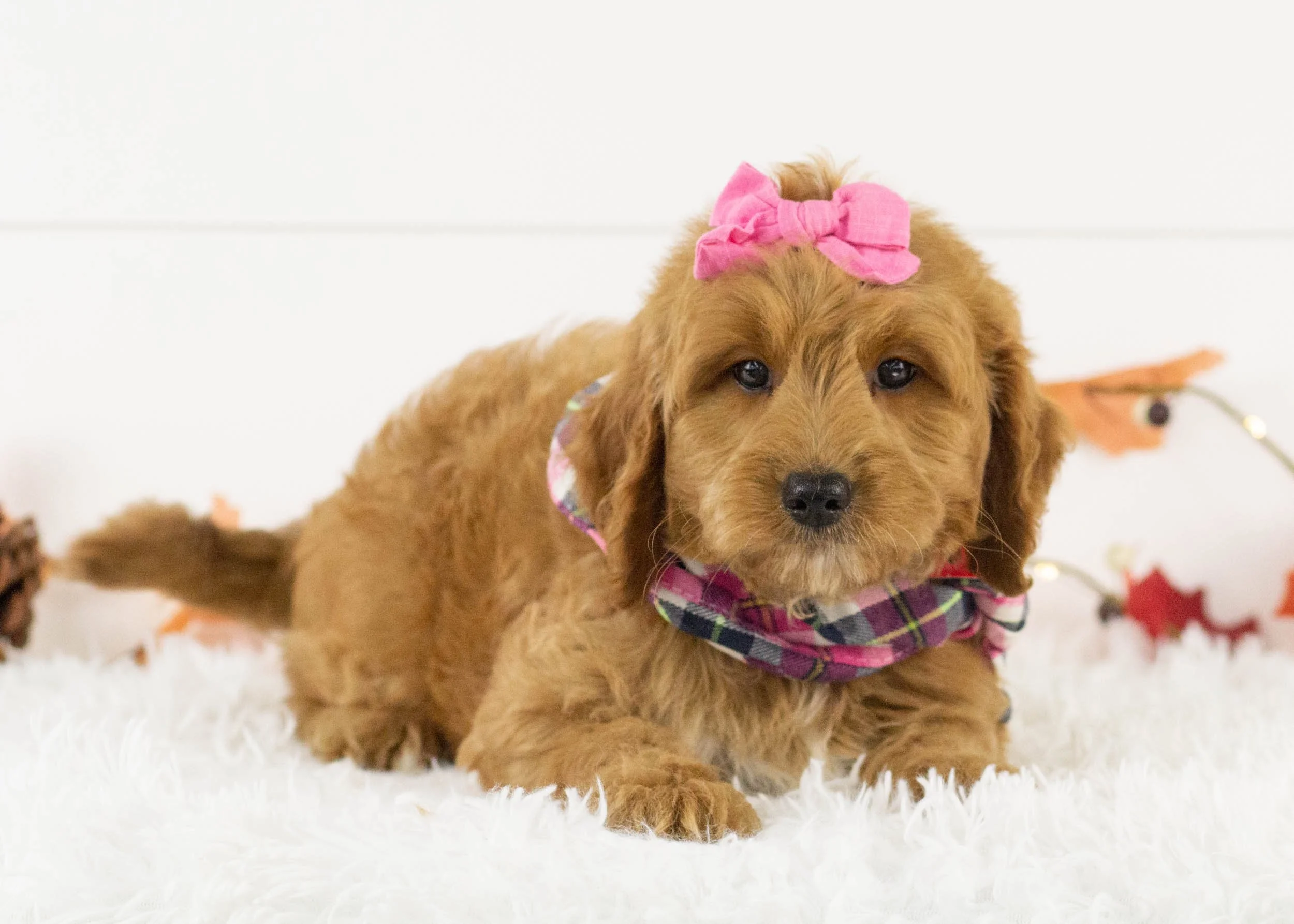 Koala goldendoodle for salejpg.jpg