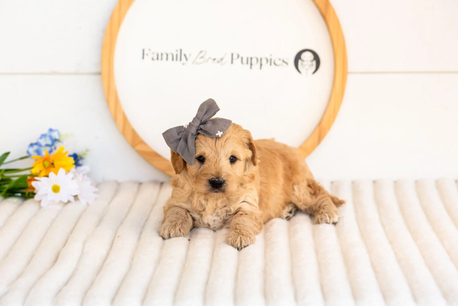 isobel goldendoodle for sale(2).jpg