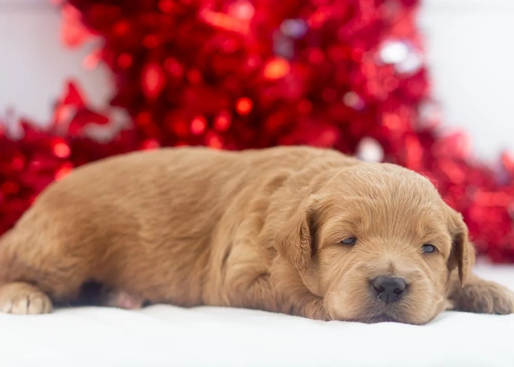 Rolo goldendoodle for sale(3).jpg