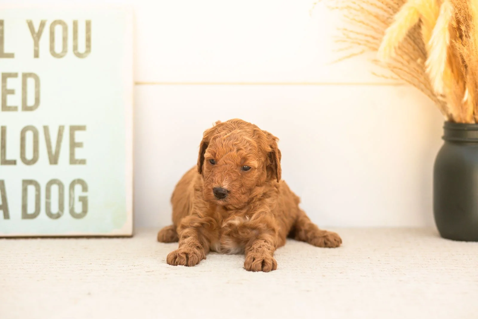 Glow goldendoodle for sale.jpg