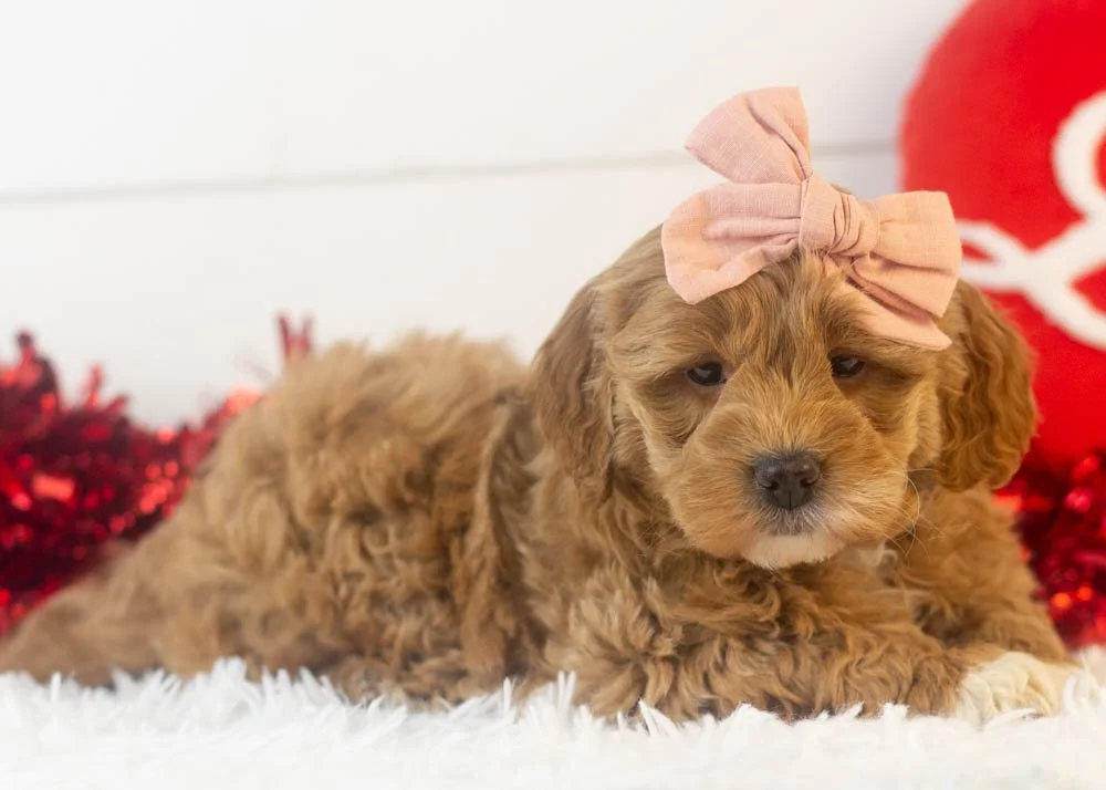 Vienna goldendoodle for sale(2).jpg