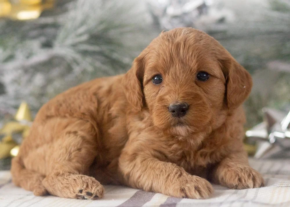 Carol goldendoodle for sale.(1).jpg