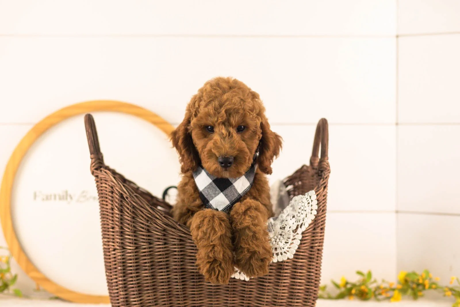 Glacier goldendoodle for sale(3).jpg