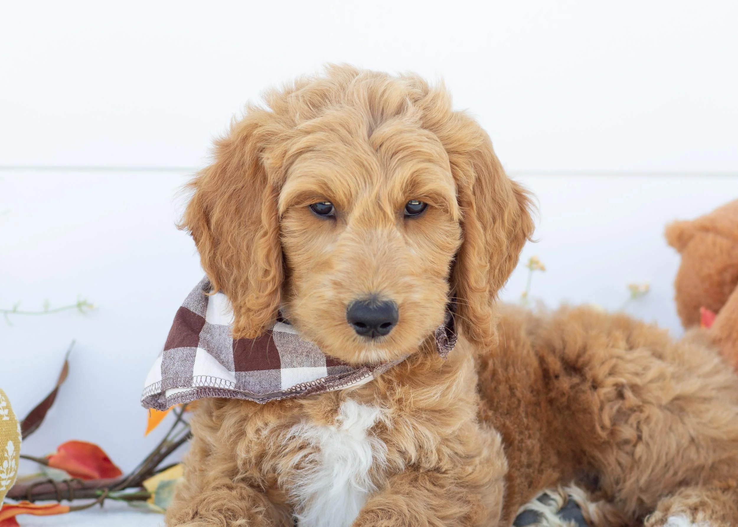 Fred goldendoodle for sale(1).jpg