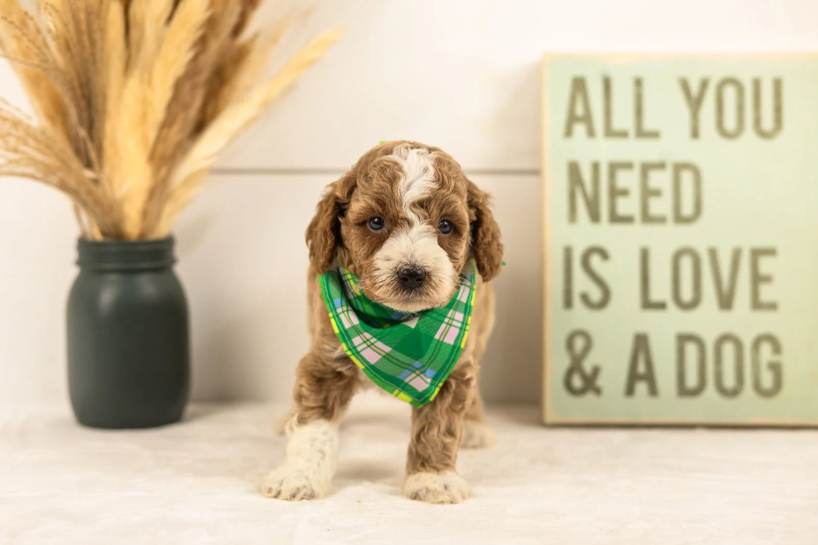 Sage goldendoodle for sale(2).jpg