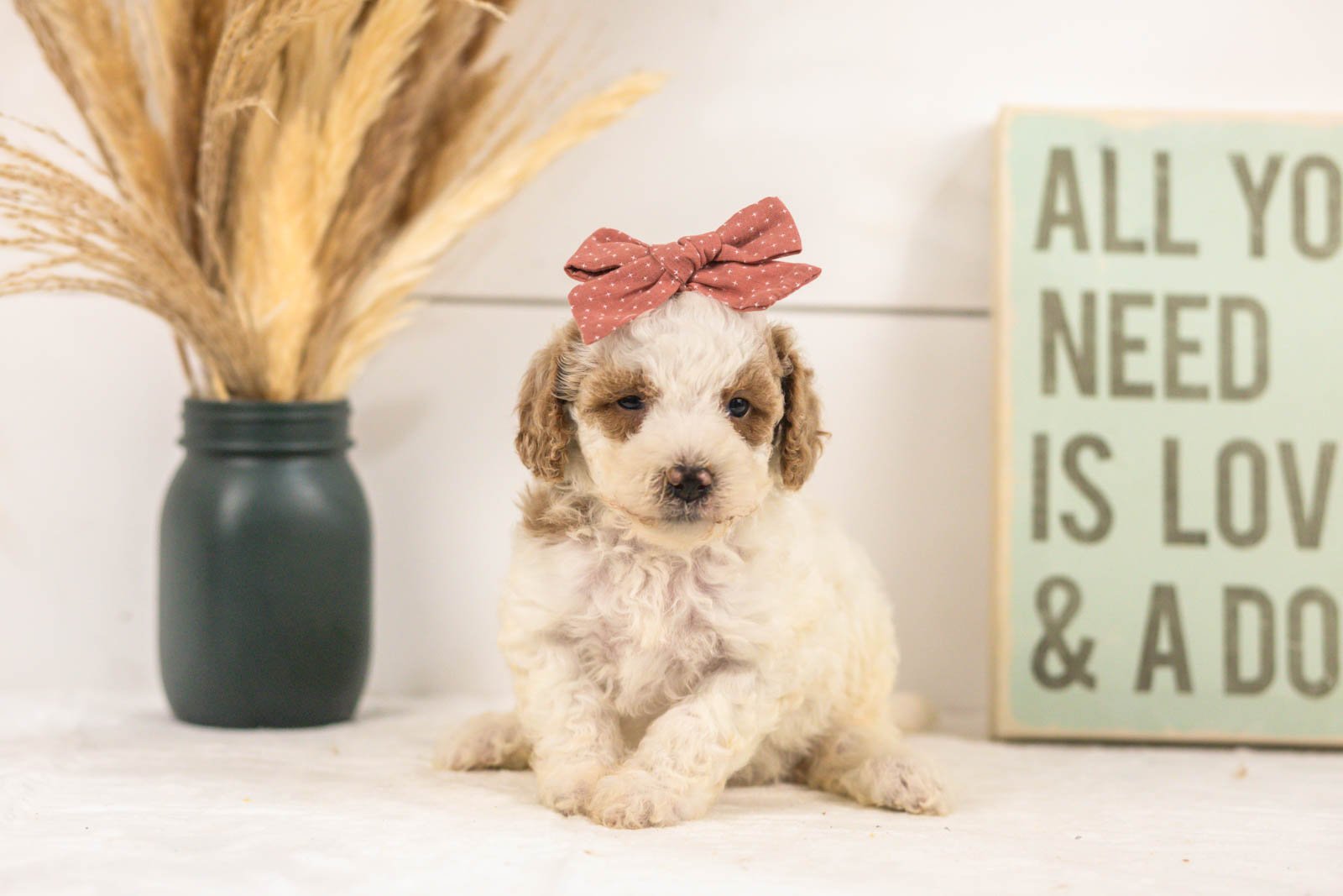Fern goldendoodle for sale(4).jpg