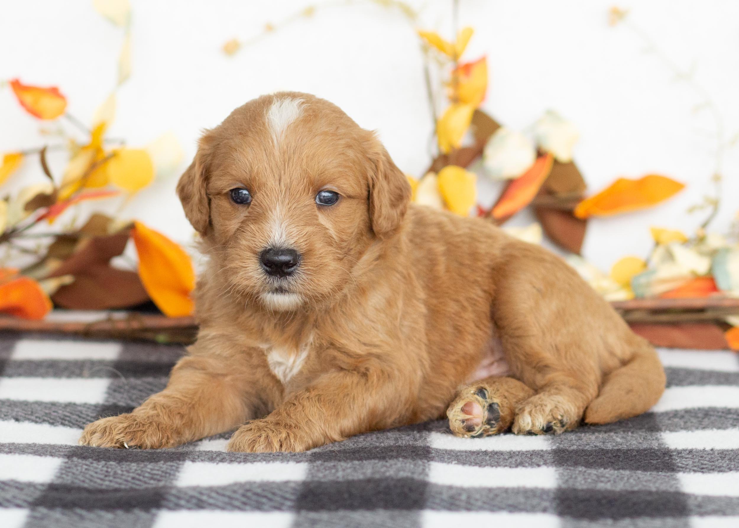 Goldendoodle Facts Cost Of Mini Goldendoodle Puppies Medium