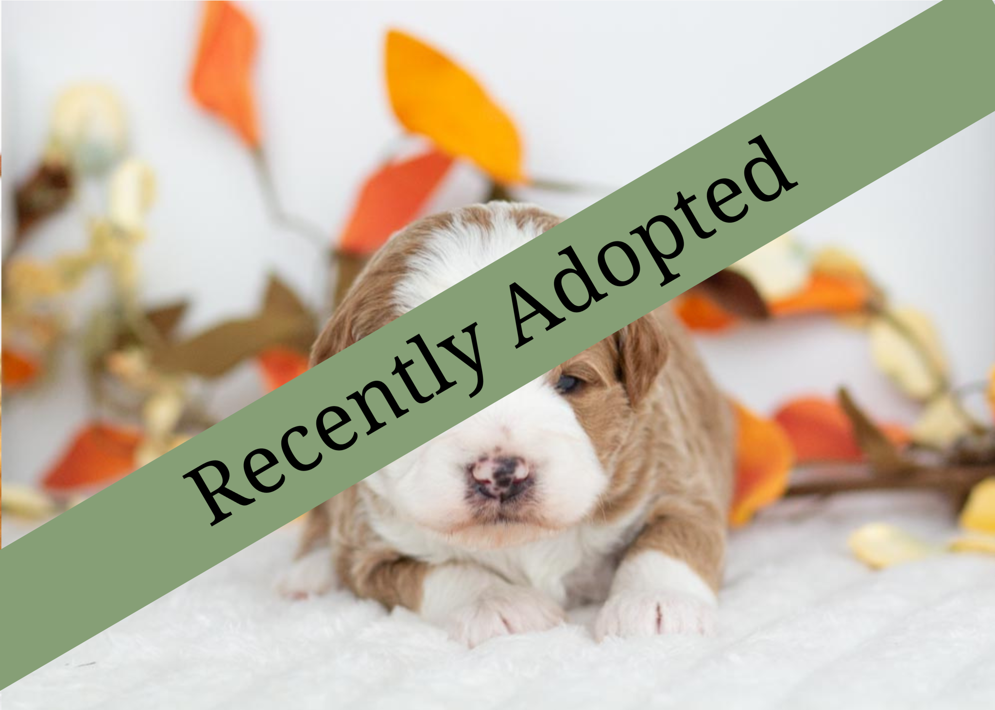 goldendoodle for sale