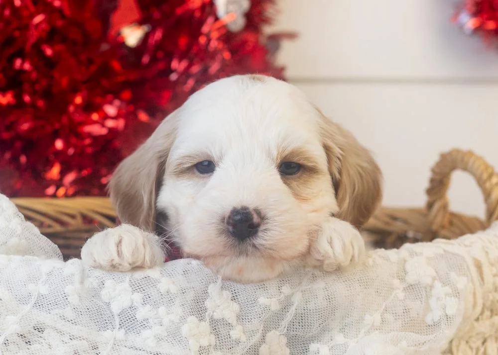 Clay goldendoodle for sale(1).jpg