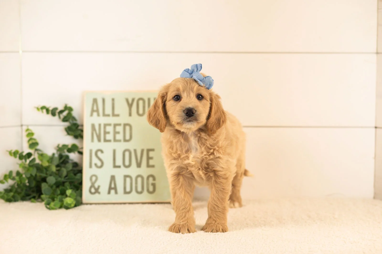 Donna goldendoodle for sale(1).jpg