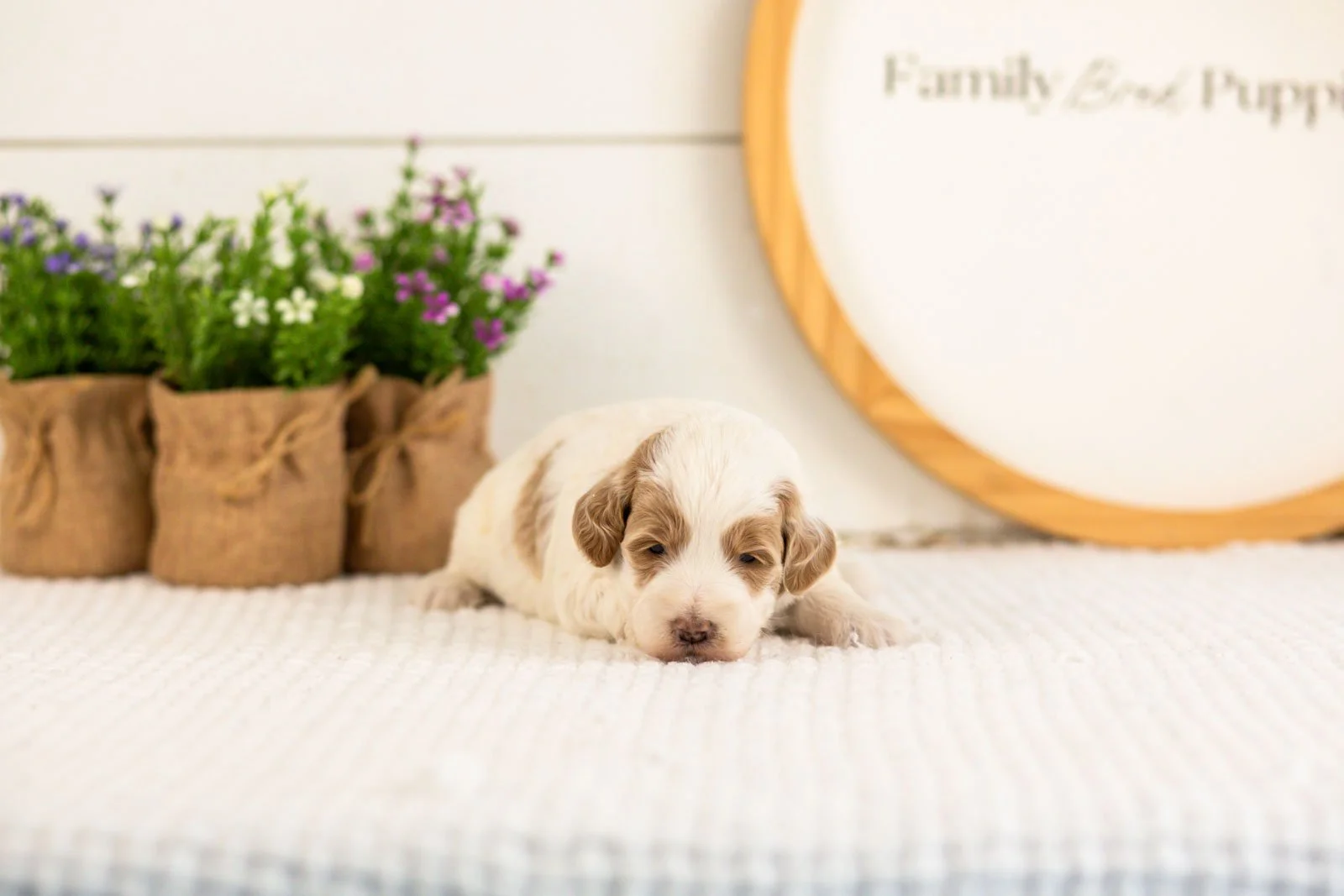 Leslie goldendoodle for sale(2).jpg