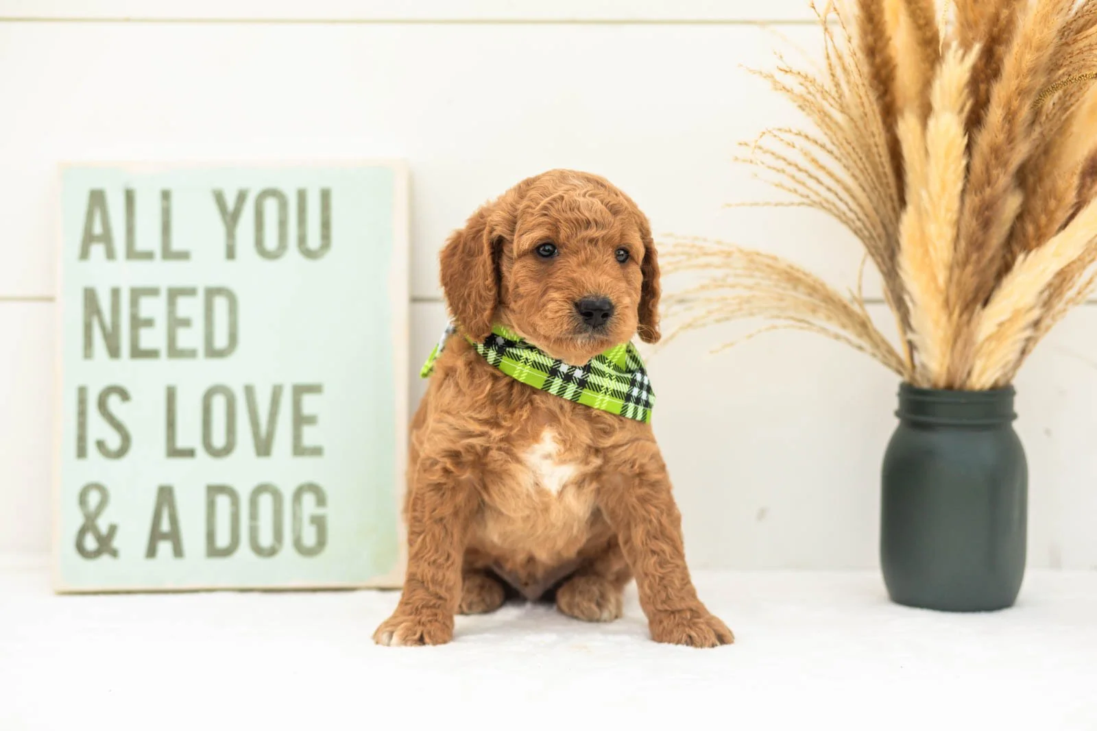 Matcha goldendoodle for sale(3).jpg