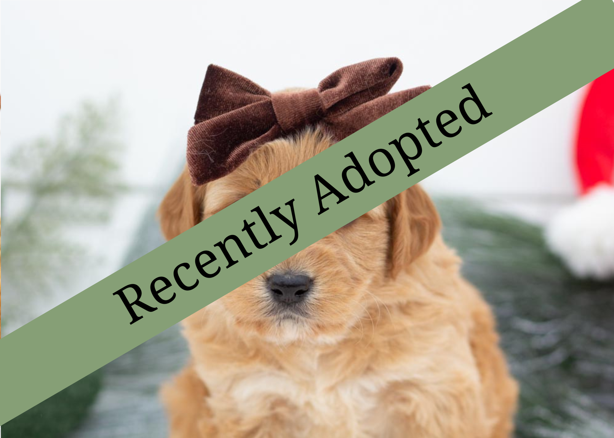 goldendoodle for sale