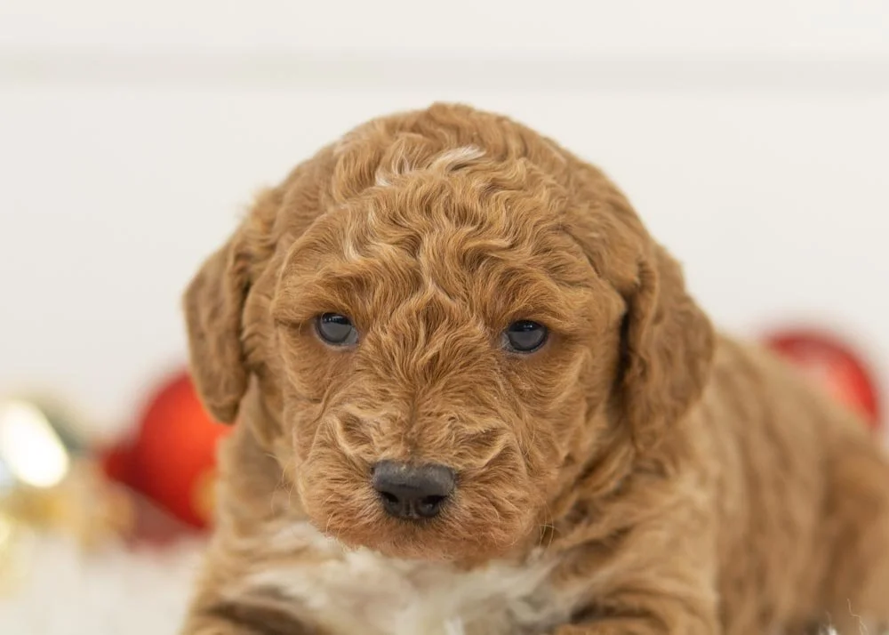 Bandit goldendoodle for sale(1).jpg