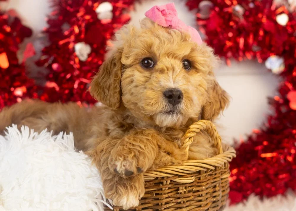 goldendoodle for sale