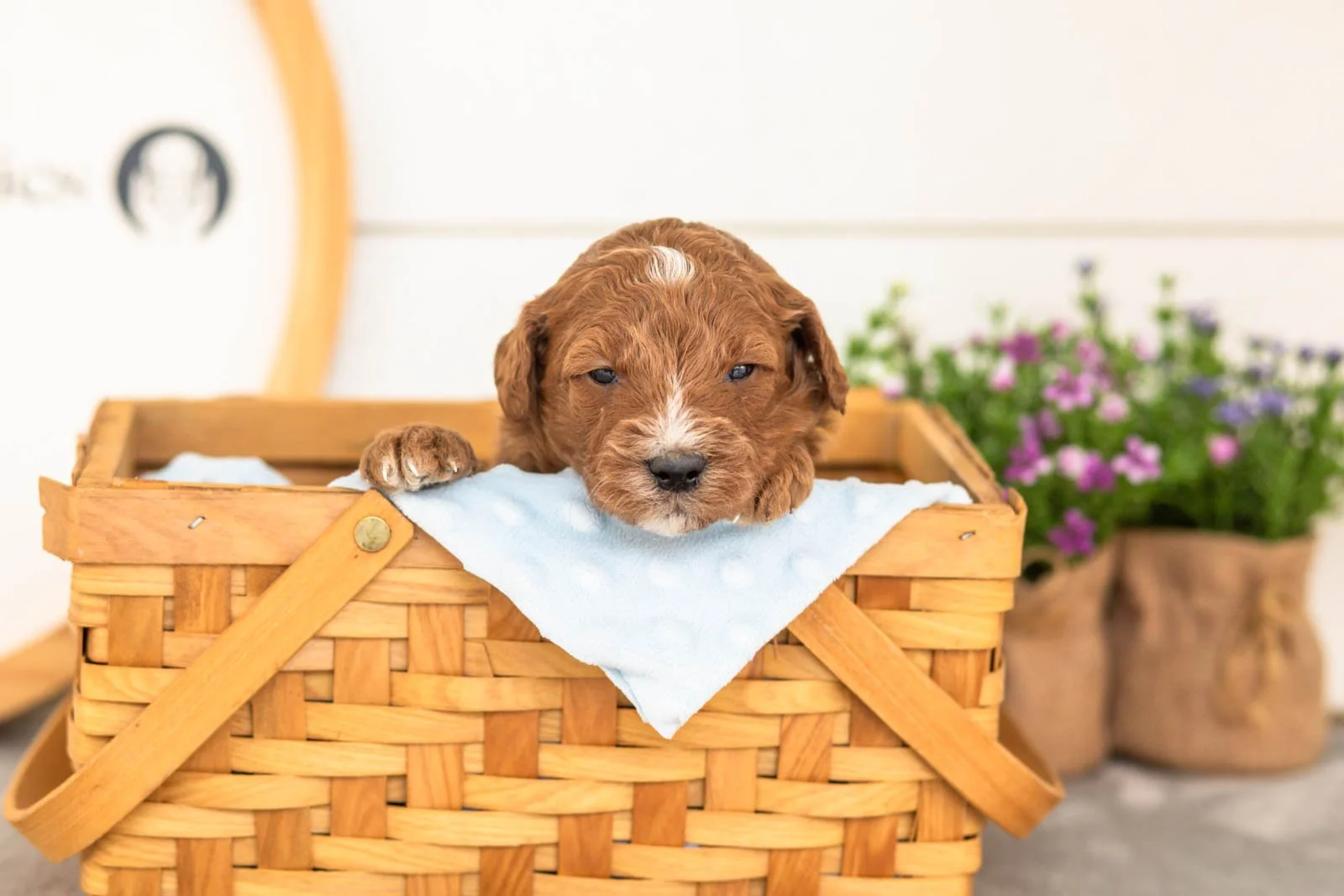 Psyduck goldendoodle for sale(3).jpg