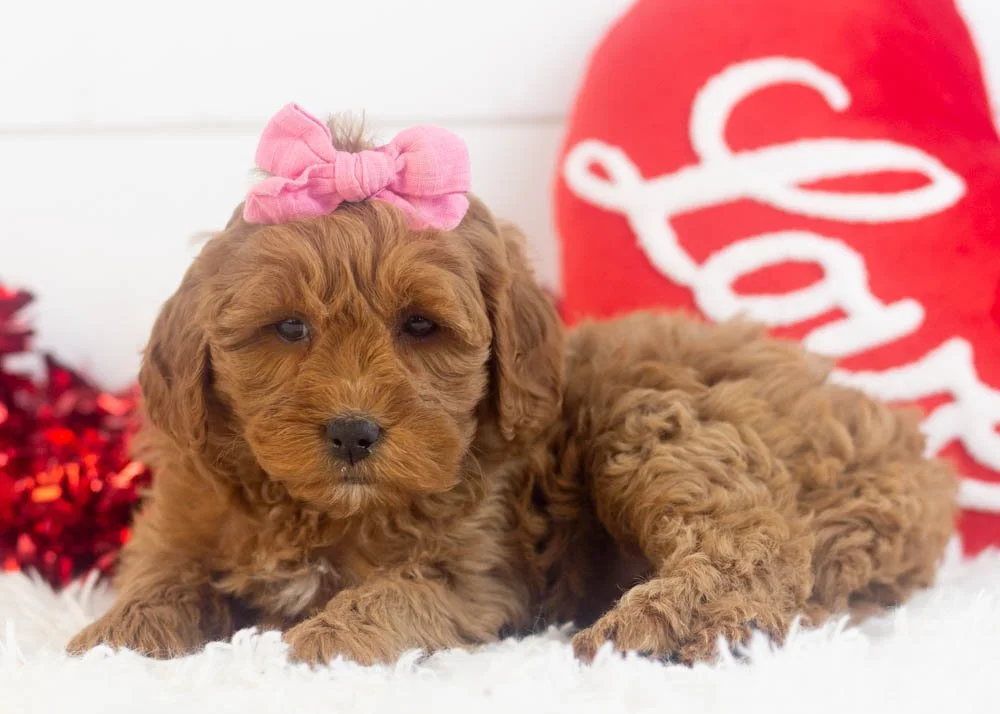 Candy goldendoodle for sale.jpg