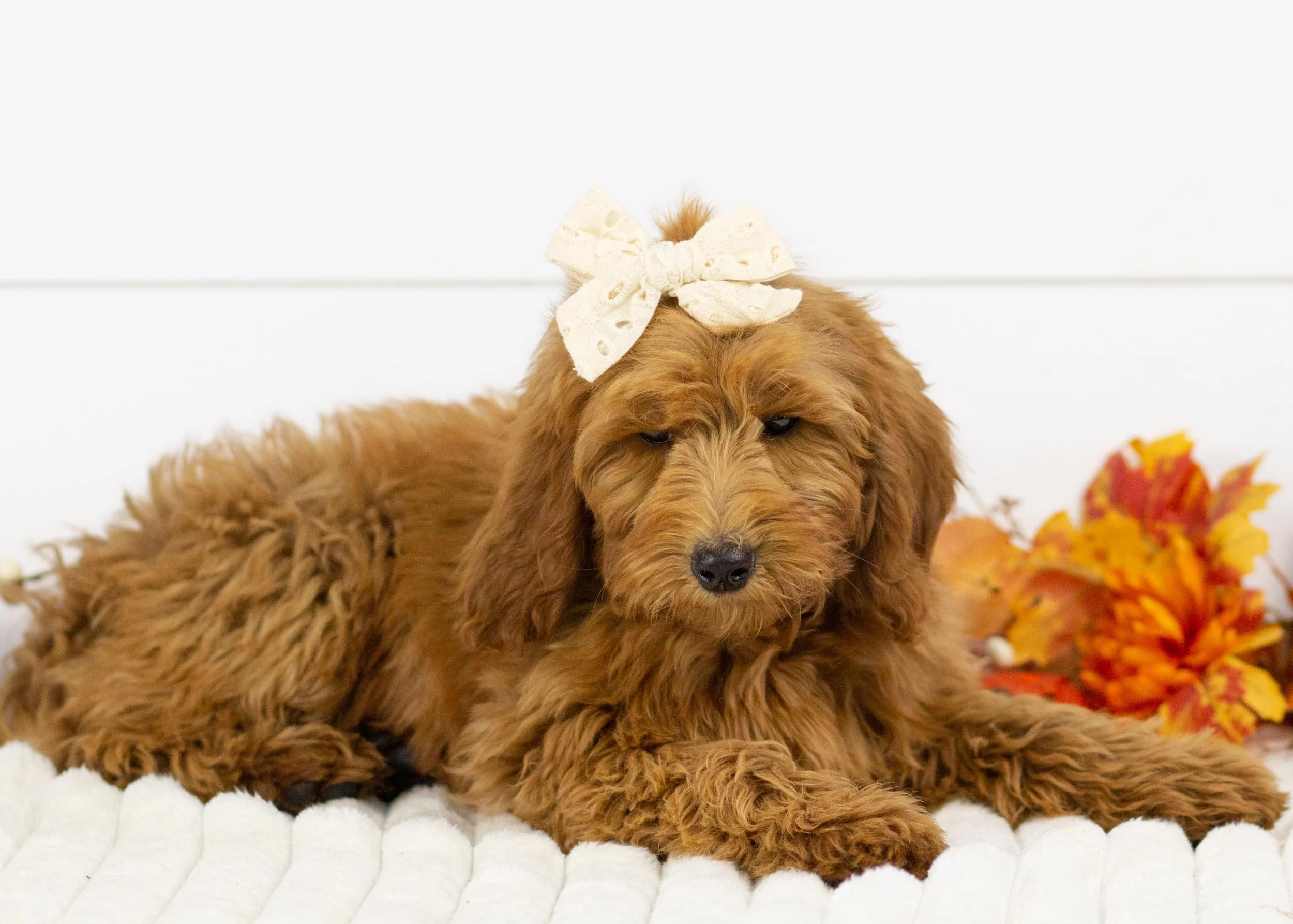 Tee goldendoodle for sale.jpg