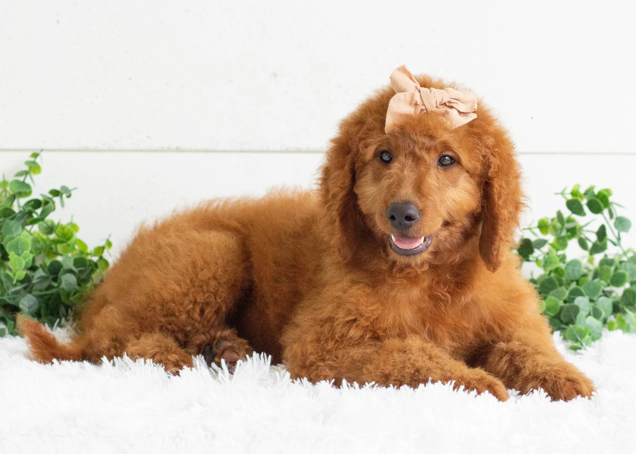 Dog Breeds Goldendoodle Fluffy What Is A Doodle Dog? Dog Savvy