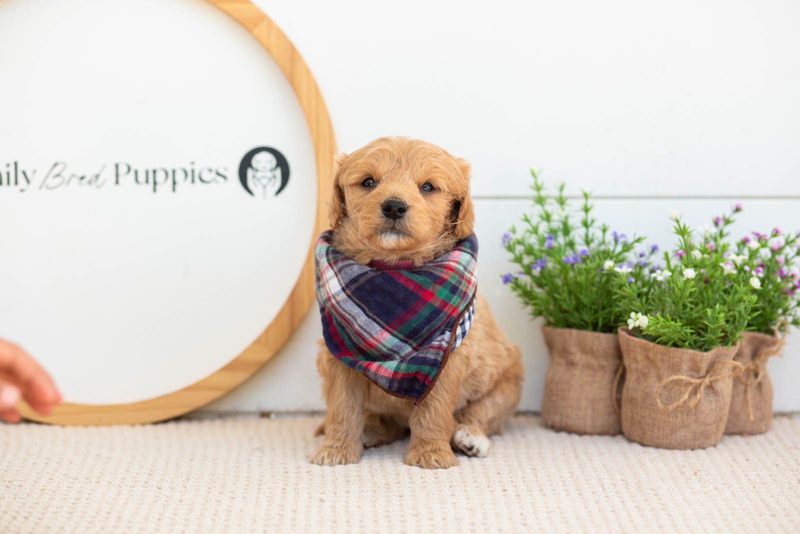 Marty Goldendoodle for sale.jpg