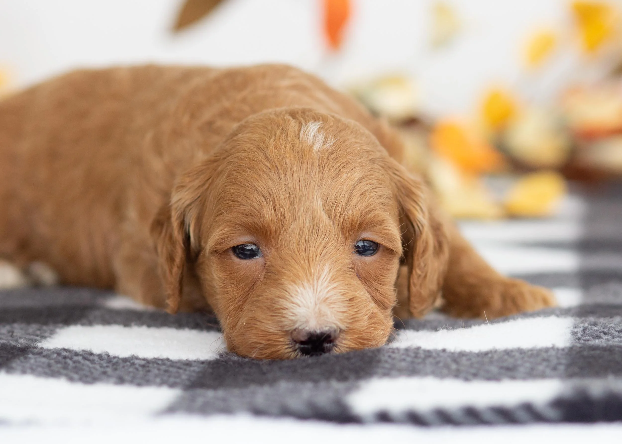 Cocoa goldendoodle for sale(1).jpg
