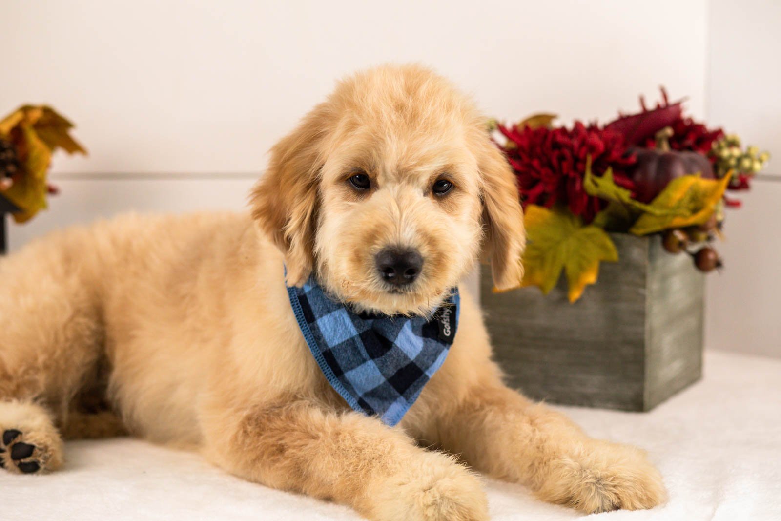 Ezra goldendoodle for sale.jpg