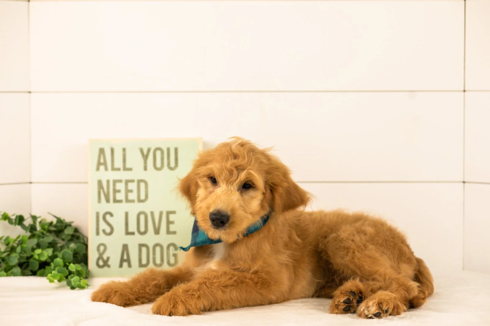 Putzie goldendoodle for sale(1).jpg
