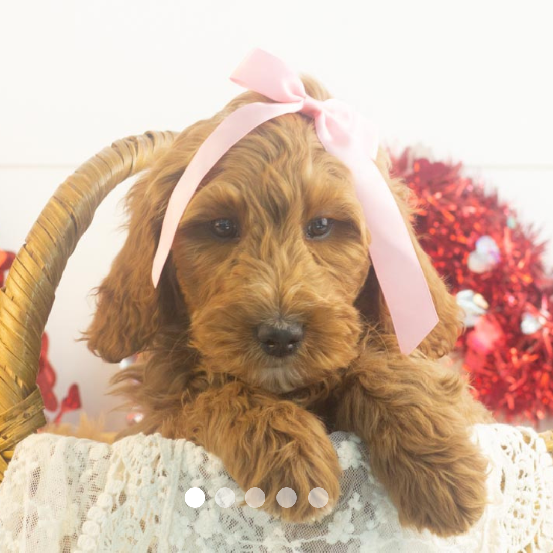 Copy of FBP Design.png