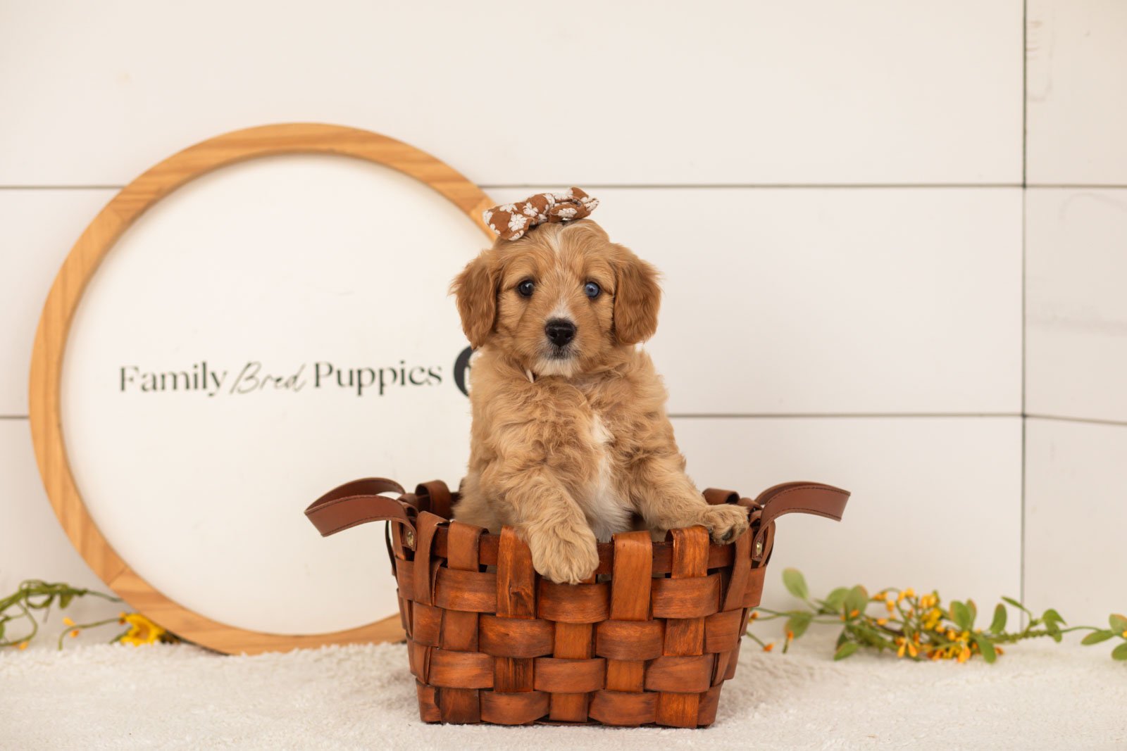 Glory goldendoodle for sale(3).jpg