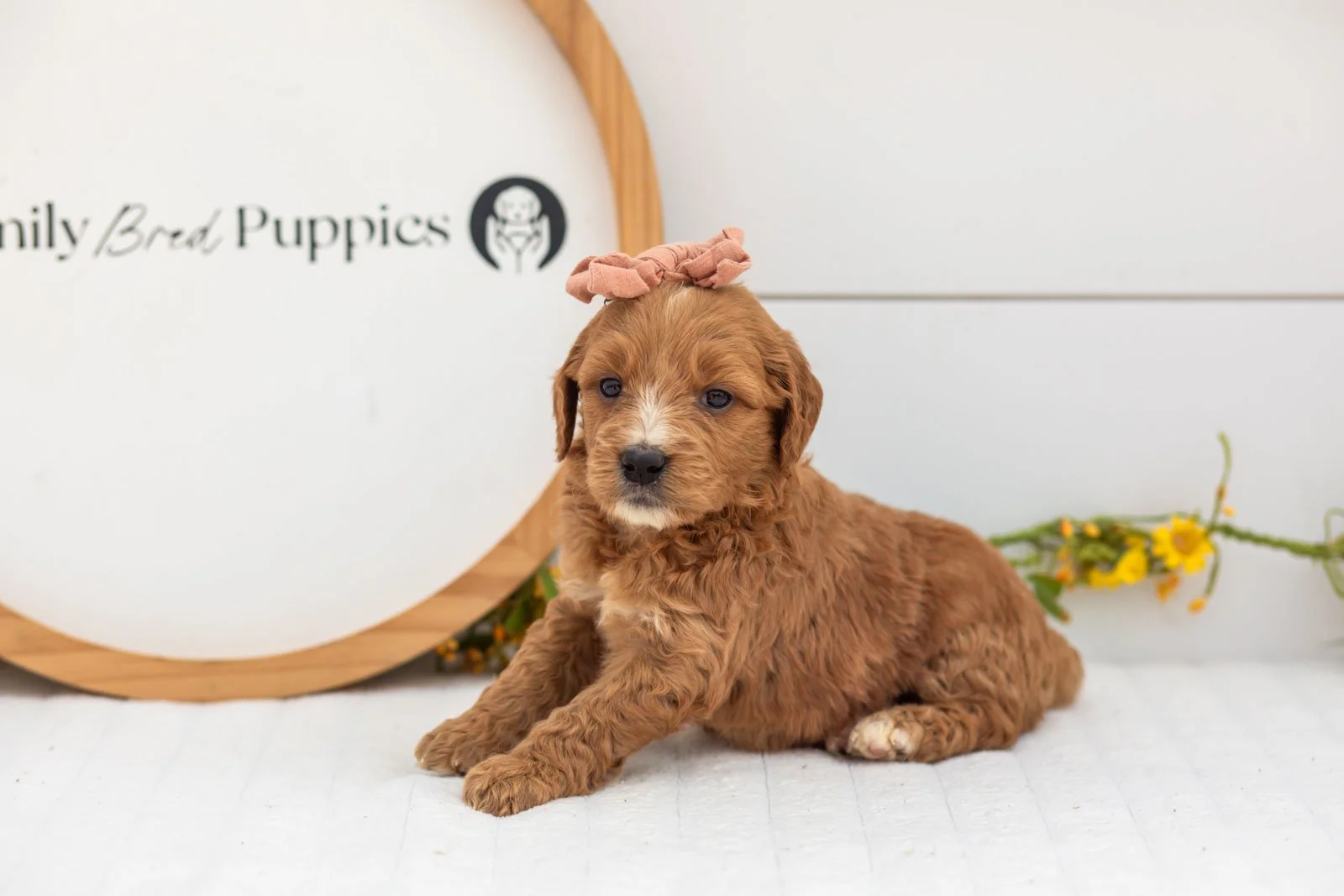 Holly goldendoodle for sale(1).jpg