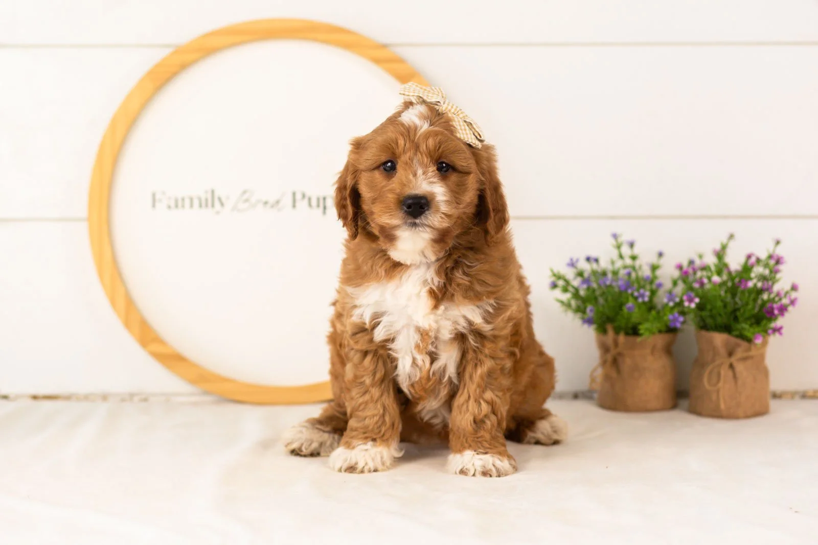 Lynette goldendoodle for sale.jpg